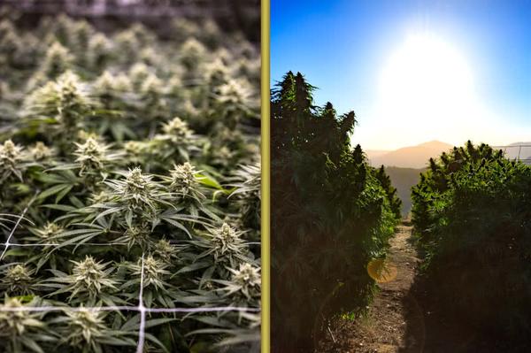 indoor vs outdoor cannabis plants side by side