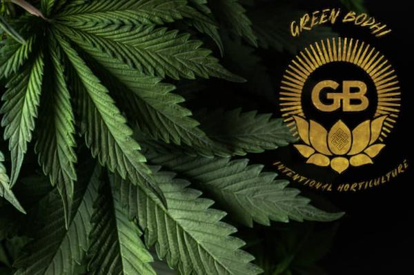 green bodhi logo next to broad leaf cannabis plant