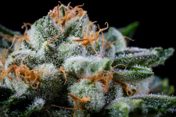 cannabis bud plant growing closeup with heavy trichome coverage