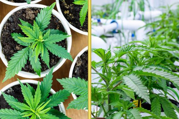 organic vs synthetic cannabis plants side by side