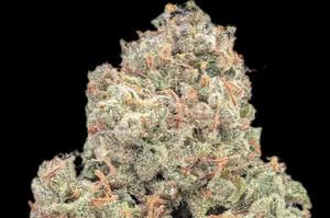 20 Best Weed Strains 2025 - Mold Resistant Strains