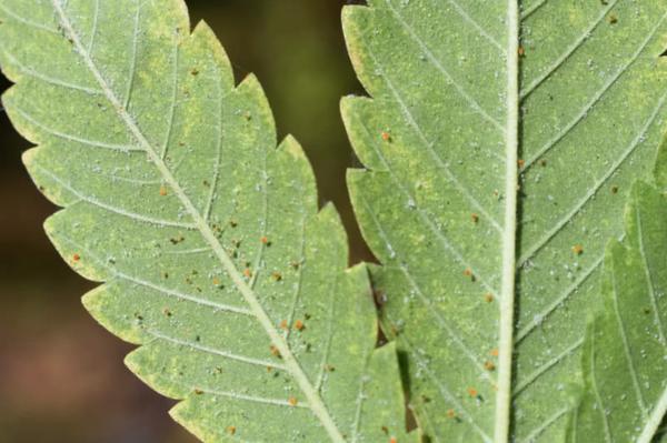spider mites on cannabis leaf closeup