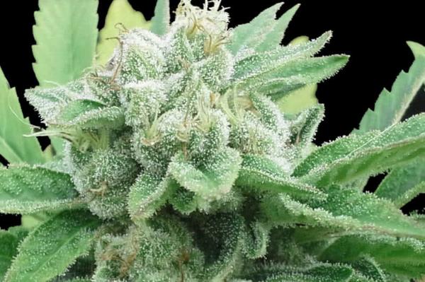 puna diesel story big island genetics seeds