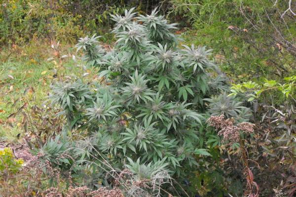 Purple Kush Strain – Legends of Marijuana (Buy Seeds)