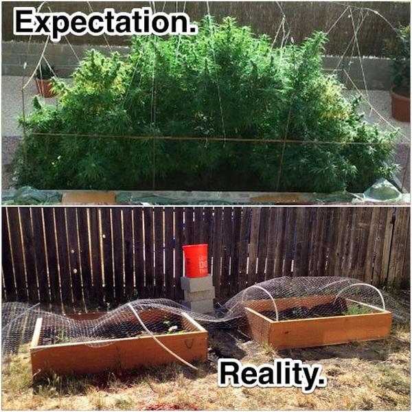 Weed plant fail meme image