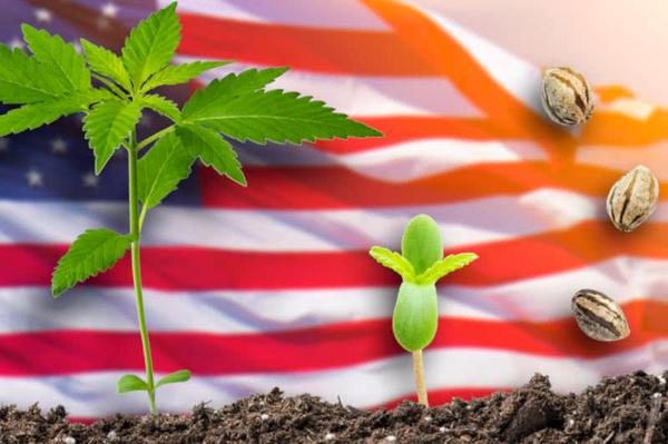 USA Before You Buy Pot Seeds: The Best Regular, Autoflower & Feminized Seeds For You?