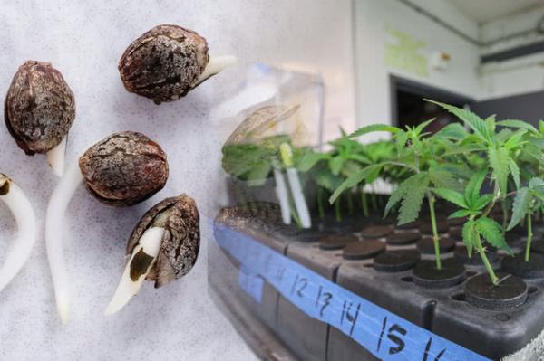 cannabis seeds aside marijuana clone tray