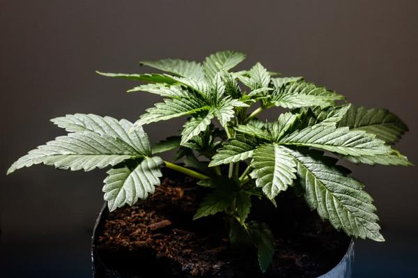 short potted cannabis plant, broad leaf indica variety