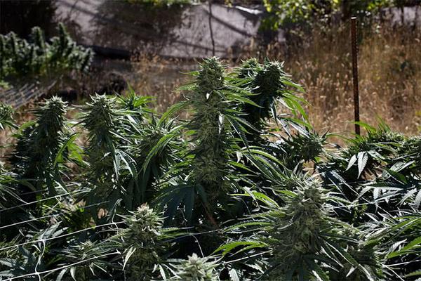 Top Cash Crop Strains for Growers – Sour Diesel Review
