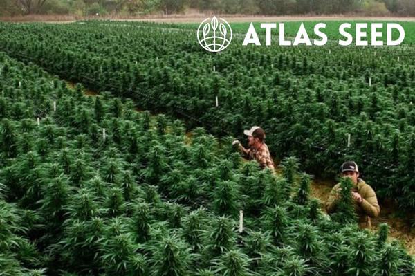atlas seed logo and breeders tending cannabis farm outdoor plantation