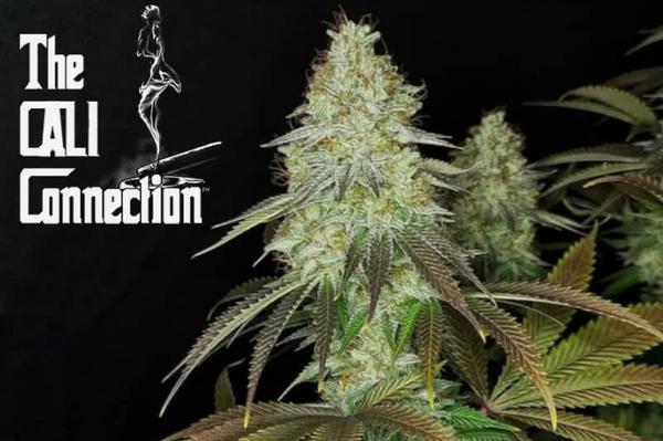the cali connection logo next to indoor-grown flowering weed plant showing trichome sheen