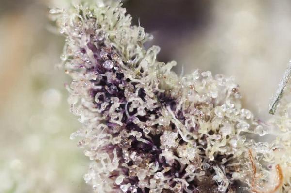 trichomes covering purple cannabis bract, macro closeup