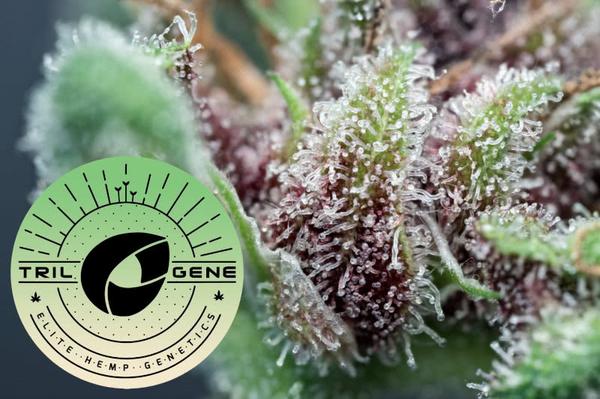 trilogene seeds logo aside purple marijuana bracht with trichomes