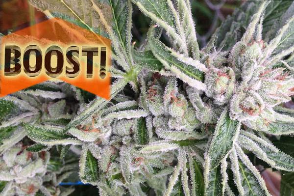 Top 10 Best Bud and Bloom Booster Fertilizers