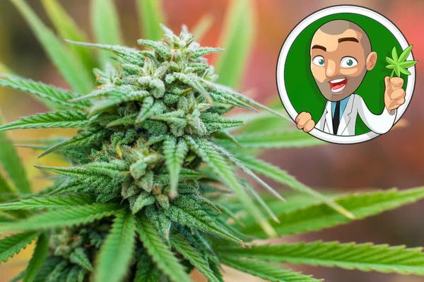 ilgm logo next to vibrant marijuana flowering plant