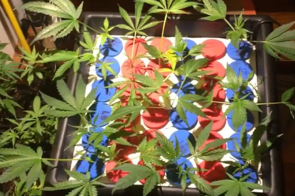 aeroponic cloner machine holding cannabis clones