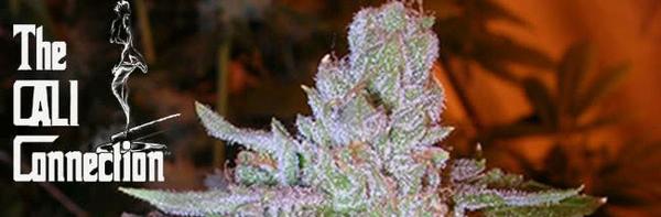 The Best Cali Connection Seeds: Strain Guide - Mold Resistant Strains