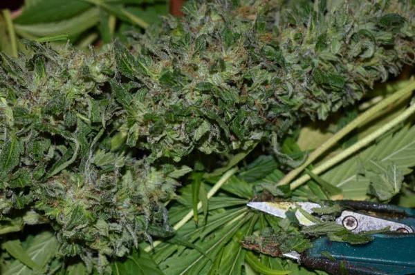 freshly harvested cannabis bud cola being trimmed with scissors