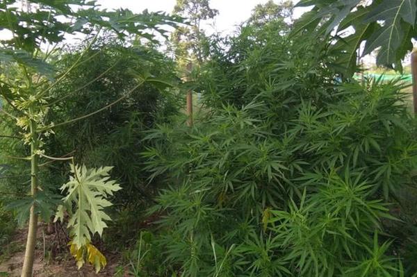 Tropical Cannabis and THCV