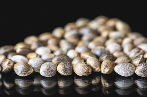 various cannabis seeds