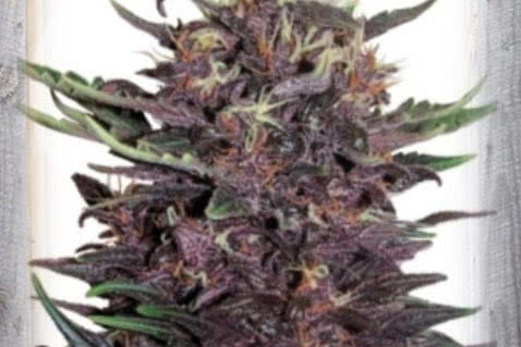 violet kush autoflowering seeds