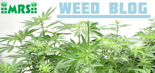 visit the MRS weed blog