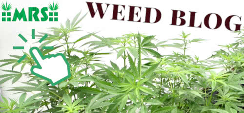 visit the weed blog banner