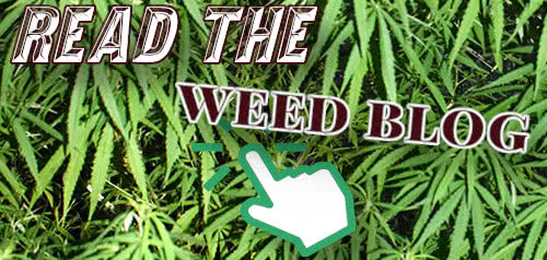 read the weed blog
