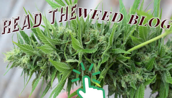 Learn more on the MoldResistantStrains.com Weed Blog