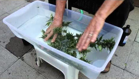 washing away powdery mildew with h2o2 bath