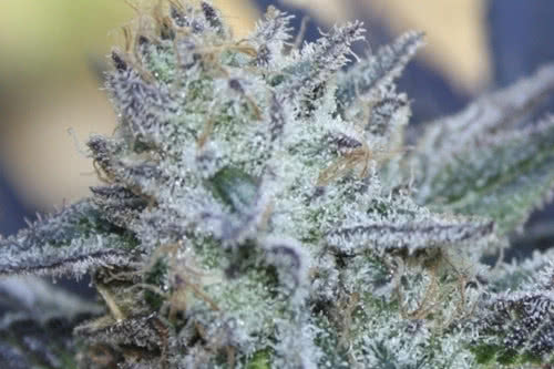 washing machine strain by ripper seeds