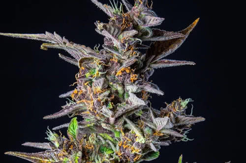 watermelon auto strain plant by royal queen seeds