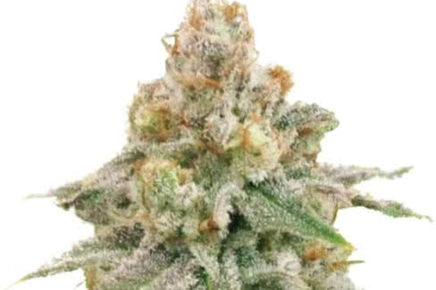 wedding cake auto cannabis plant by ilgm