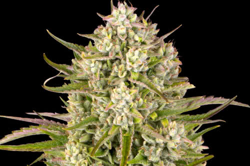 wedding cake auto exotic strain weed plant