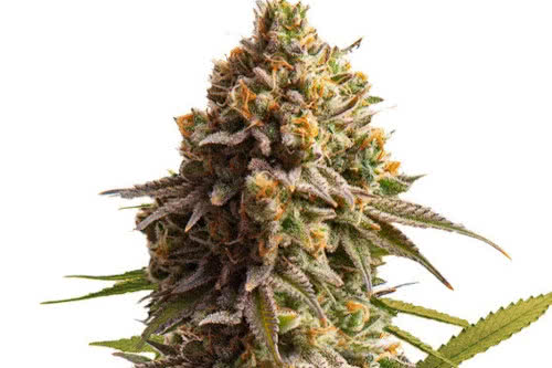 wedding cake auto strain plant by royal queen seeds