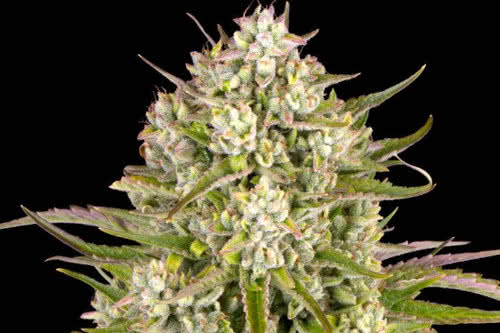 wedding cake auto weed plant by barneys farm