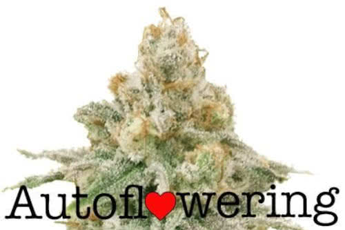 wedding cake auto by ILGM