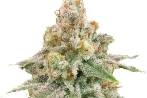 wedding cake indica strain plant by ilgm