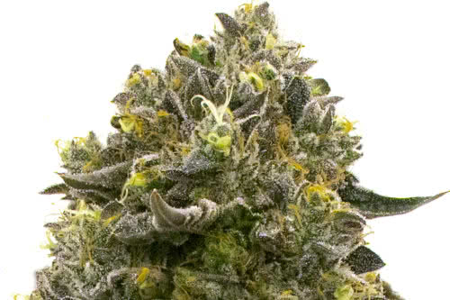 wedding cake weed plant by homegrown cannabis