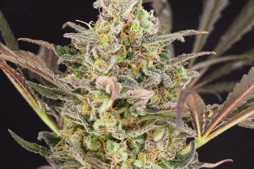 wedding flowers feminized seeds by dr krippling