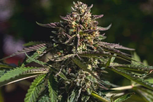 wedding gelato strain plant by royal queen seeds