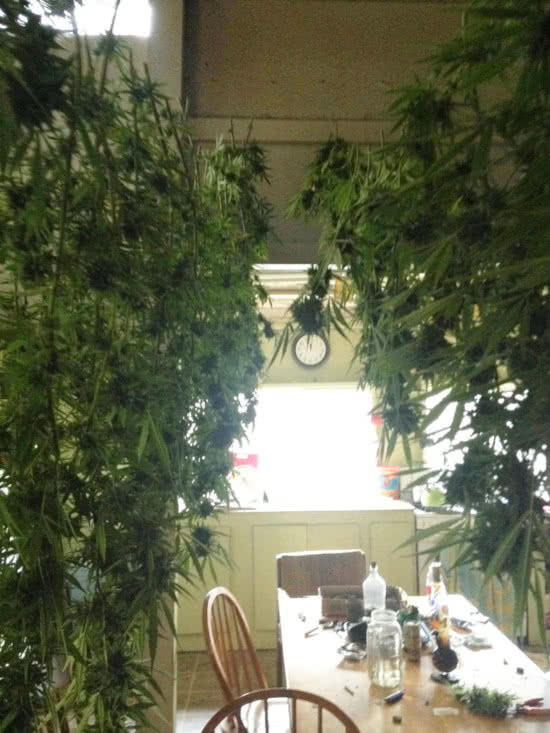 fresh-cut marijuana buds drying