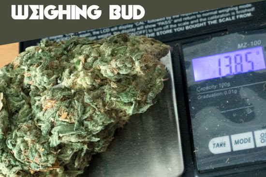 weighing large cannabis bud on digital scale