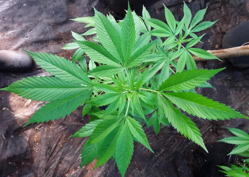 a well-fed cannabis growing, vibrant green leaves