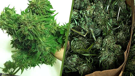 wet vs dry marijuana buds when trimming by machine