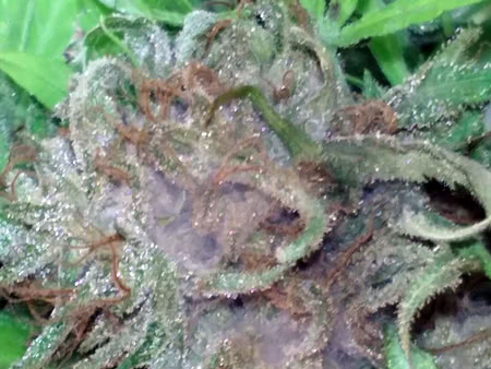 botrytis affecting flowering cannabis causing bud damage