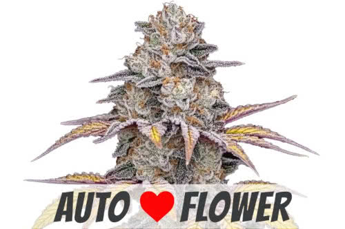 white runtz auto strain plant by ilgm