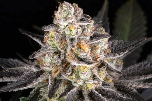 white runtz strain plant by barneys farm