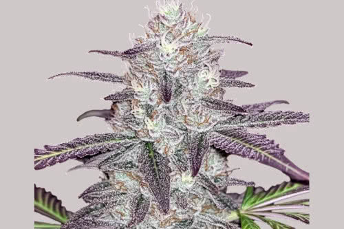 white truffle strain plant by ilgm