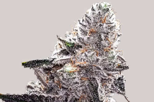 white truffle auto cannabis plant by ilgm